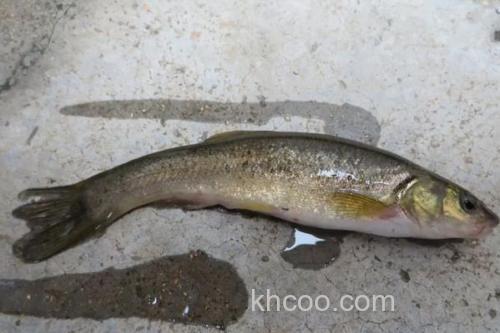 似鲤黄黝鱼是什么鱼？_2