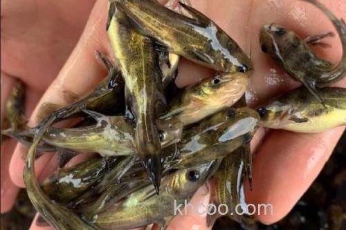 瓦氏黄颡鱼是什么鱼？_1