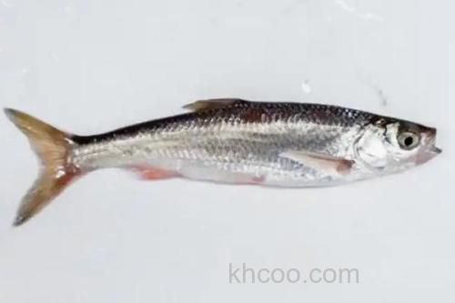 似鲤黄黝鱼是什么鱼？_3