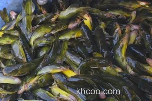 瓦氏黄颡鱼是什么鱼？_3