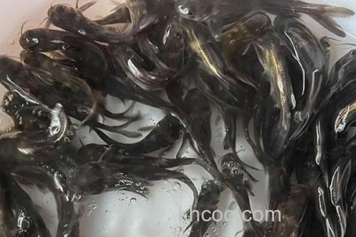 瓦氏黄颡鱼是什么鱼？_2