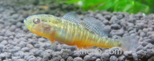 侧扁黄黝鱼是什么鱼？_0