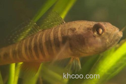 侧扁黄黝鱼是什么鱼？_2