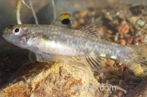 侧扁黄黝鱼是什么鱼？_3