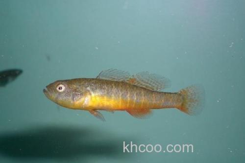 侧扁黄黝鱼是什么鱼？_1