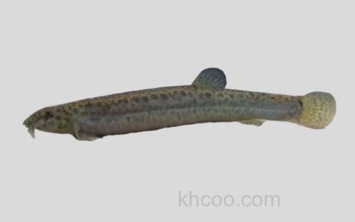 大鳞副泥鳅_0