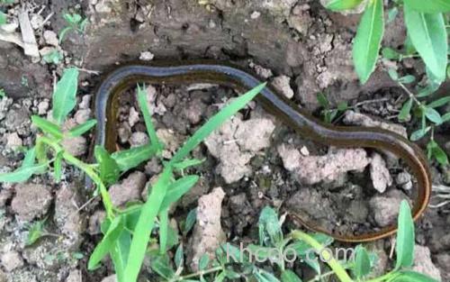黄鳝_3