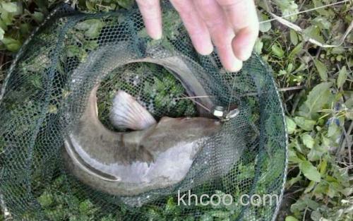 野钓鲶鱼_0