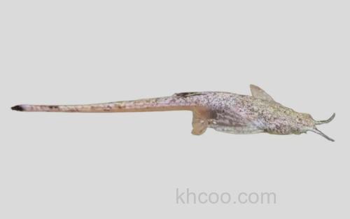 长尾翼丘头鲶_0