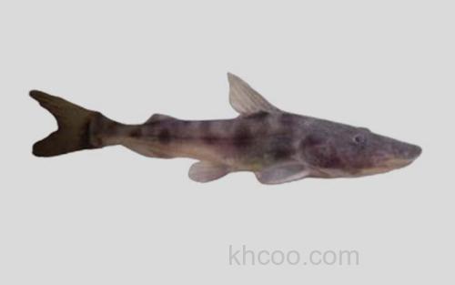 长须双线美鲶_0