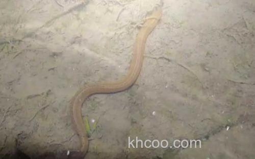 黄鳝_3