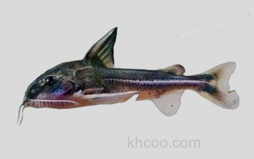 长身线纹陶乐鲶_0