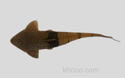 燕尾拟半齿甲鲶_0