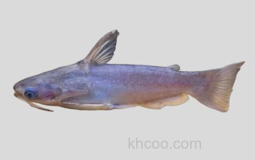 亚马逊河准项鳍鲶_0