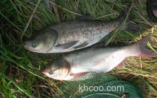 鲢鳙_1