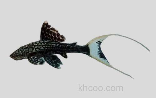 谢弗氏巴拉圭鲶_0