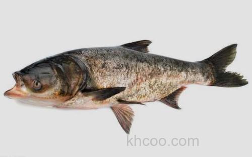 鳙鱼_1