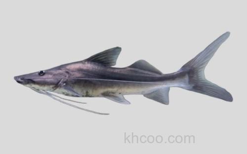 瓦氏短平口鲶_0