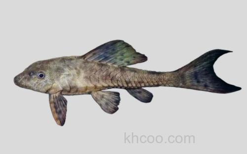 沃尔夫锉甲鲶_0