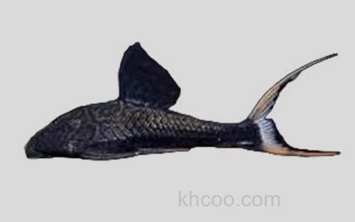 喜渊巴拉圭鲶_0