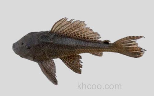 斯图尔特锉甲鲶_0