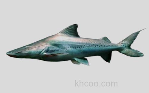 丝条短平口鲶_0