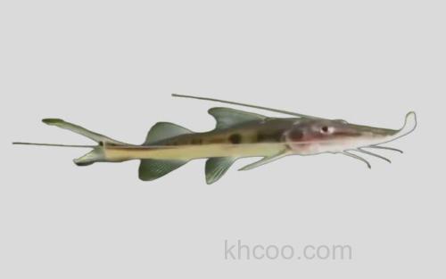 斯氏扁口油鲶_0