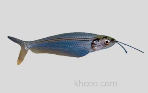 双须缺鳍鲶_0