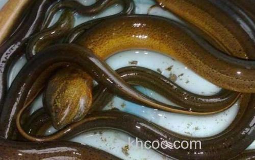 黄鳝血_2