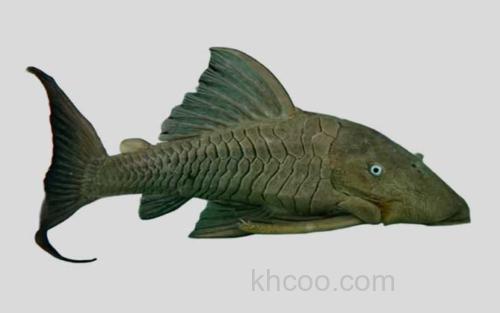 萨氏巴拉圭鲶_0