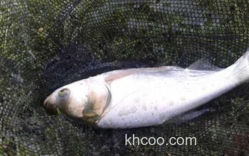 白鲢_2