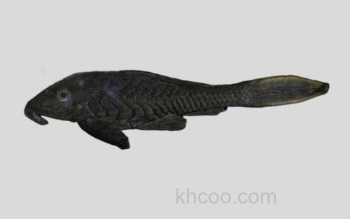 南美锉鳞甲鲶_0