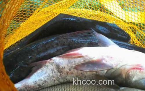 鳙鱼_4