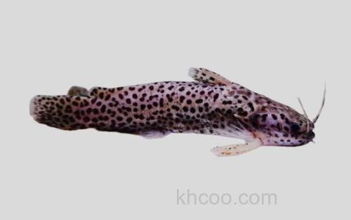 莫吉瑞棘鳍项鲶_0