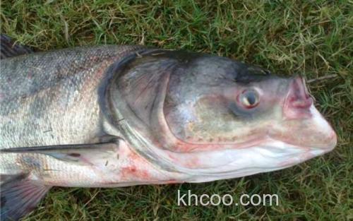 鲢鳙鱼_3
