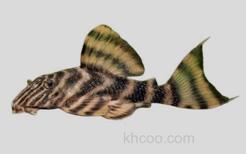 隆头巴那瓜鲶_0