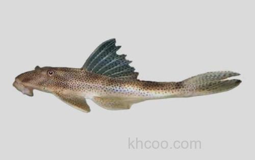 卡斯特罗锉甲鲶_0