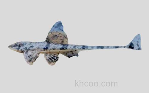 卡塞雷斯锉甲鲶_0