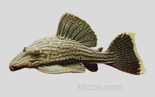 甲鳞巴拉圭鲶_0