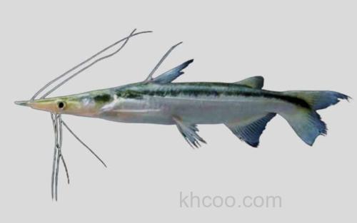 尖尾铲吻油鲶_0