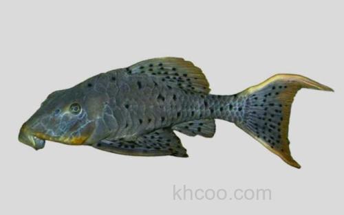 颊须拟锉鳞鲶_0