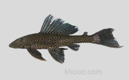 加拉加斯锉甲鲶_0