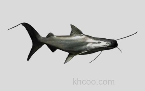 黄体短平口鲶_0