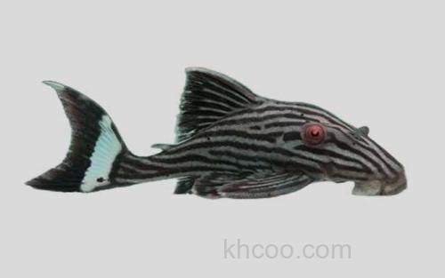 黑线巴拉圭鲶_0