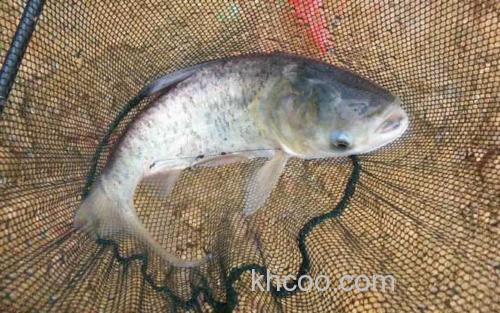 冬季钓花白鲢_1