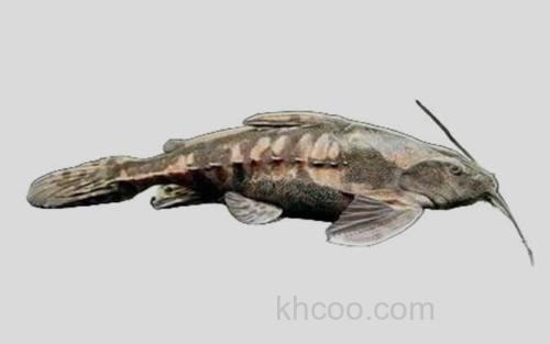 赫氏拟陶乐鲶_0