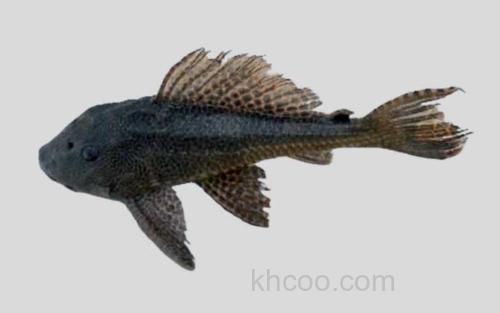 哥伦比亚锉甲鲶_0