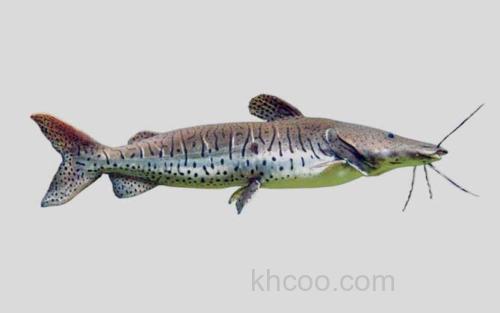 哥伦比亚鸭嘴鲶_0