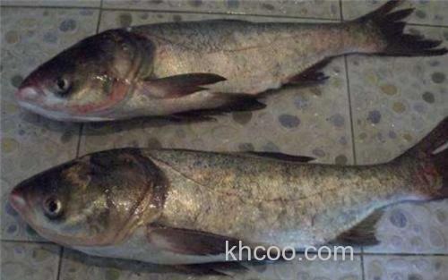 鲢鳙_2