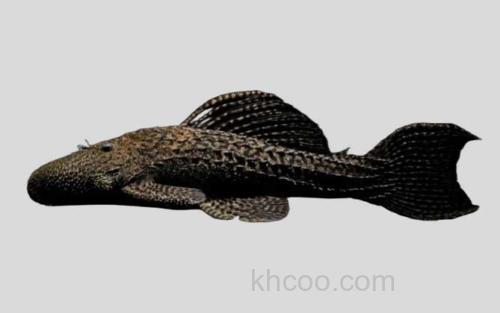 多刺假棘甲鲶_0